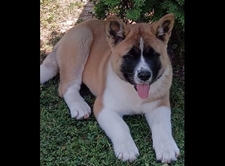 americka akita 01.jpg